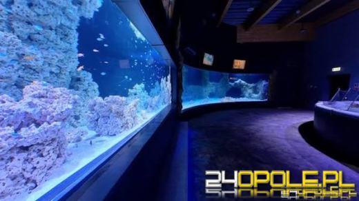 Miasto przekształca zoo. Wiosną ruszy nowa forma zarządzania