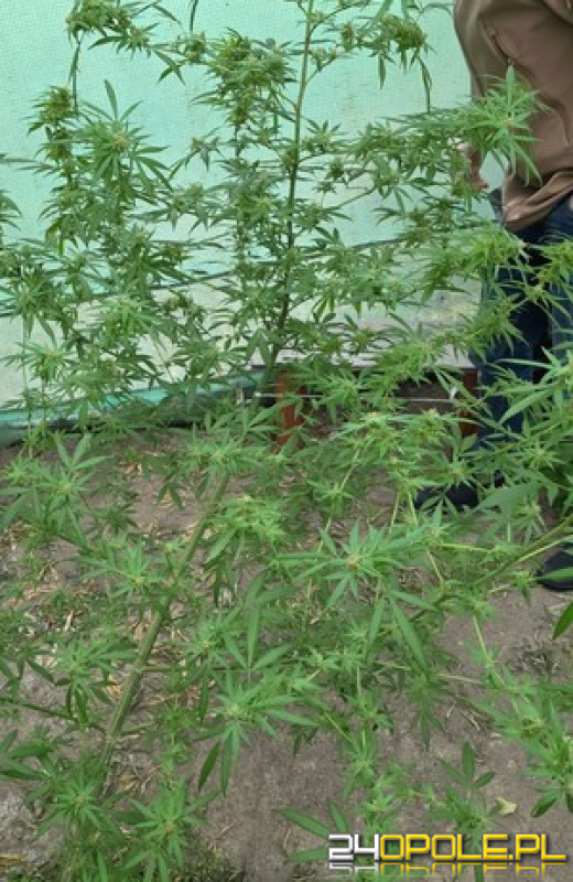 Nielegalna uprawa konopii w Kietrzu namierzona i zlikwidowana