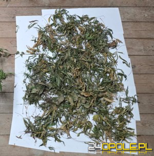 Nielegalna uprawa konopii w Kietrzu namierzona i zlikwidowana