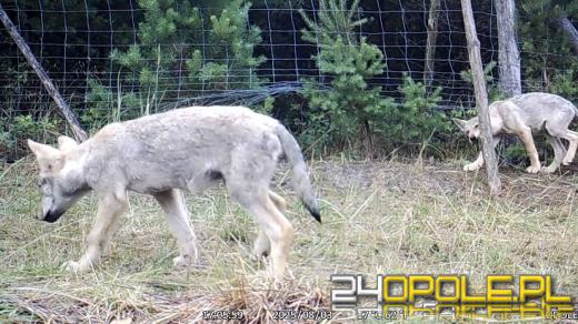 Wilcza rodzina w lasach pod Opolem. Poznaj parę ciekawych faktów