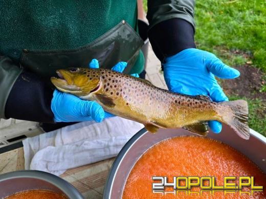 Woda budzi życie - pstrągi potokowe zaczęły tarło w Poliwodzie