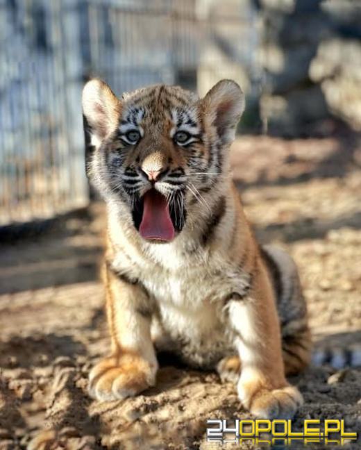 Młode tygrysice amurskie od dzisiaj na wybiegu w opolskim zoo