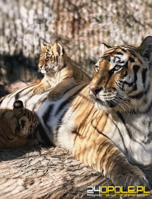 Młode tygrysice amurskie od dzisiaj na wybiegu w opolskim zoo