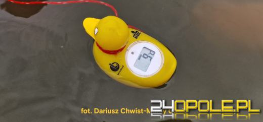 Zimna woda na Bolko znów przyciągnęła morsów