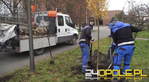 Ponad tysiąc nowych roślin dla Opola. Ruszyły jesienne nasadzenia na terenach miasta