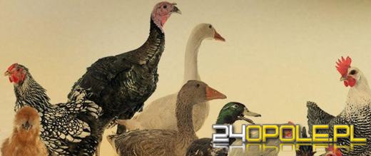 Pierwsze w 2025 r. ognisko HPAI w województwie