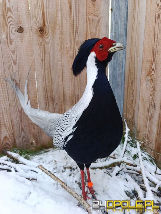 Tajemniczy Kiściec srebrzysty znaleziony w Opolu. Ośrodek "Avi" szuka właściciela