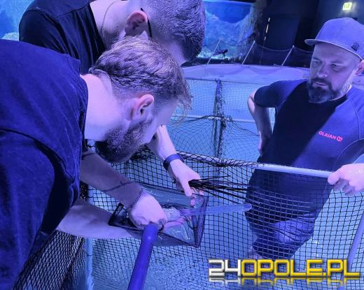 Sukces hodowlany w opolskim zoo. Pierwsze w Europie narodziny płaszczek Urobatis jamaicensis