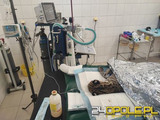 Nowy sprzęt diagnostyczny w Zoo Opole. Dział weterynarii zyskał aparat RTG