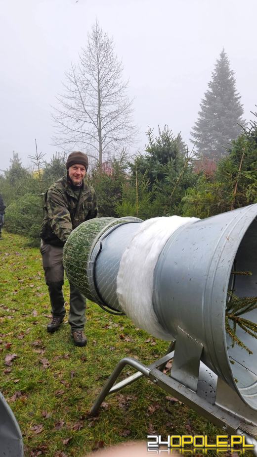 Wytnij, zabierz do domu. Choinkobranie 2025 trwa w Leśnictwie Dąbrowa