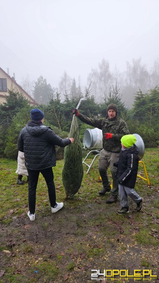 Wytnij, zabierz do domu. Choinkobranie 2025 trwa w Leśnictwie Dąbrowa