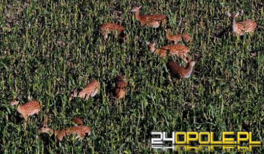 Jelenie sika z Opolszczyzny wyeliminowane. PZŁ wyjaśnia, dlaczego nie było innej opcji