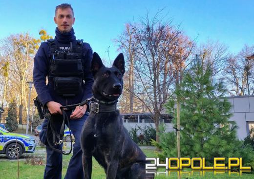 Posterunkowa Lara zakończyła szkolenie. Nowy pies patrolowo-tropiący w opolskiej Policji