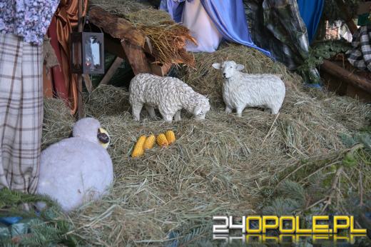 Dziś kolędowanie przy szczepanowickiej szopce. Widzieliście już? 