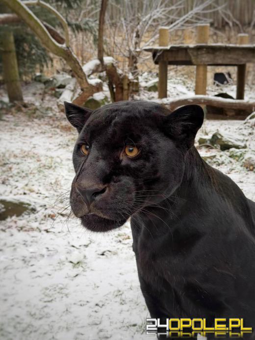 Zoo Opole apeluje przed sylwestrem. "Dla zwierząt to noc strachu i zagrożenia"