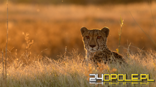 Pomarańczowe wydmy i bezkresne przestrzenie - odkryj Namibię