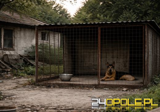 Pies przebywał w niewłaściwych warunkach podczas mrozu - interweniowali strzeleccy policjanci