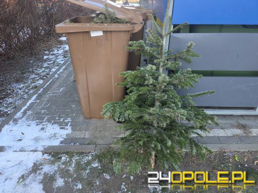 Co zrobić z choinką i o czym trzeba pamiętać