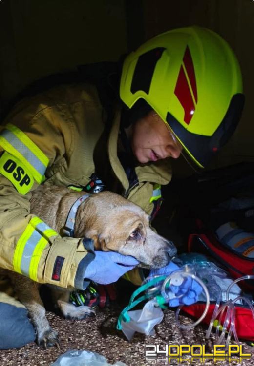 W pożarze w Bierawie strażacy uratowali psa. Bo każde życie się liczy