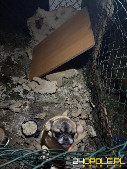 Spała na lodzie, nie miała gdzie się schować. TOZ Opole apeluje o pomoc dla Sisi WIDEO