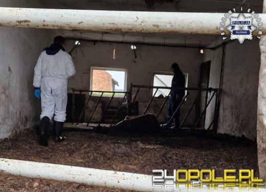 Rolnik z gminy Radłów oskarżony o znęcanie się nad zwierzętami