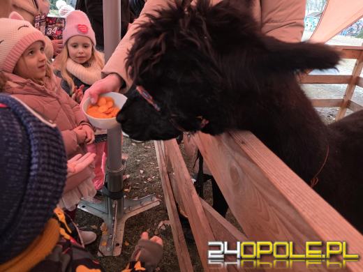 Trwa 34. Finał WOŚP. Od rana wiele wydarzeń w Opolu