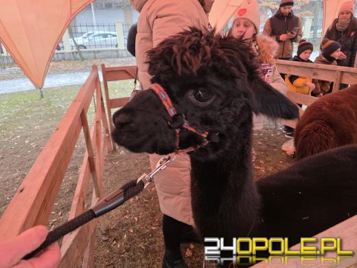 Trwa 34. Finał WOŚP. Od rana wiele wydarzeń w Opolu