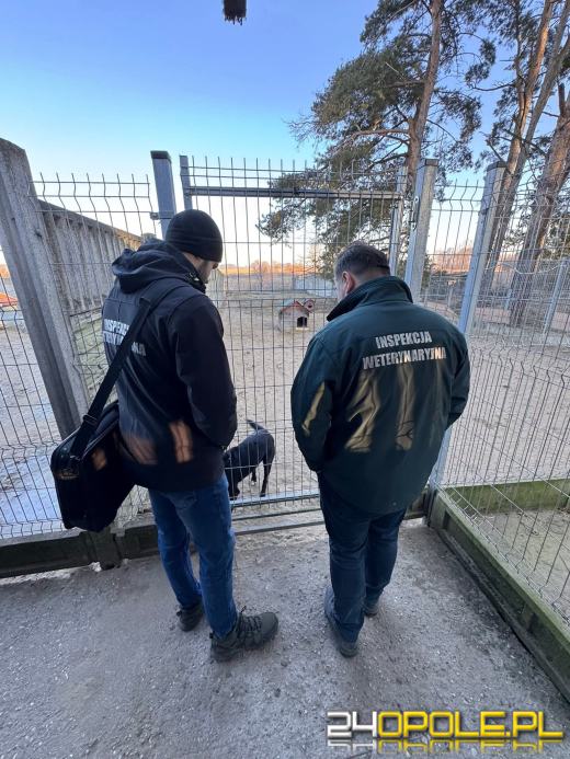 Inspekcja potwierdza: zwierzęta w schroniskach w regionie pod dobrą opieką