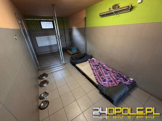Inspekcja potwierdza: zwierzęta w schroniskach w regionie pod dobrą opieką