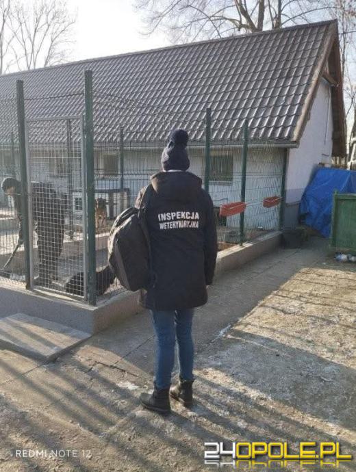 Inspekcja potwierdza: zwierzęta w schroniskach w regionie pod dobrą opieką