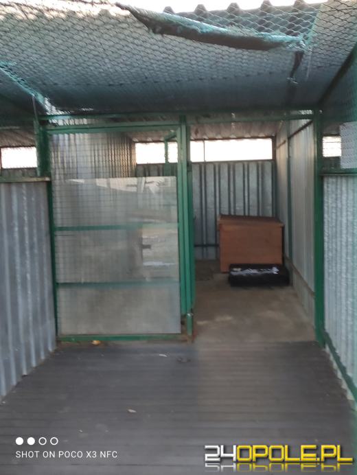 Inspekcja potwierdza: zwierzęta w schroniskach w regionie pod dobrą opieką