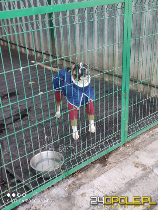 Inspekcja potwierdza: zwierzęta w schroniskach w regionie pod dobrą opieką