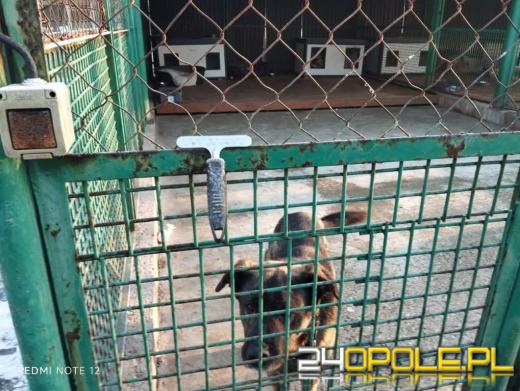 Inspekcja potwierdza: zwierzęta w schroniskach w regionie pod dobrą opieką