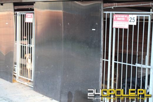 Inspekcja potwierdza: zwierzęta w schroniskach w regionie pod dobrą opieką