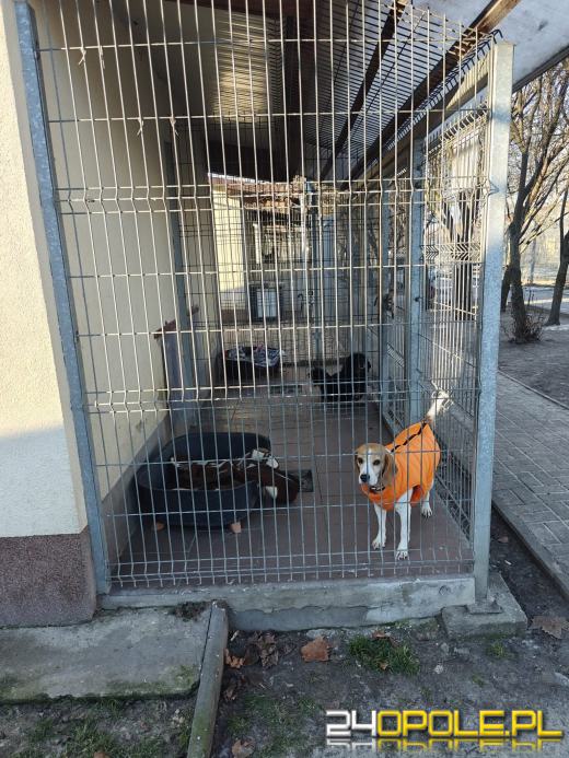 Inspekcja potwierdza: zwierzęta w schroniskach w regionie pod dobrą opieką