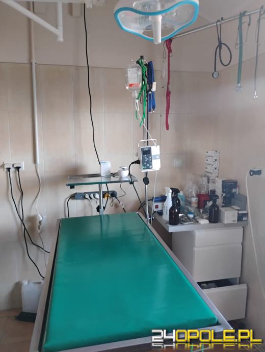 Inspekcja potwierdza: zwierzęta w schroniskach w regionie pod dobrą opieką