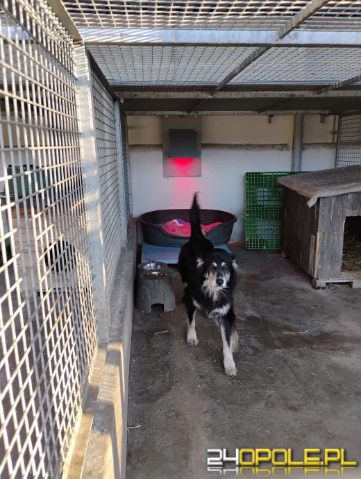 Inspekcja potwierdza: zwierzęta w schroniskach w regionie pod dobrą opieką