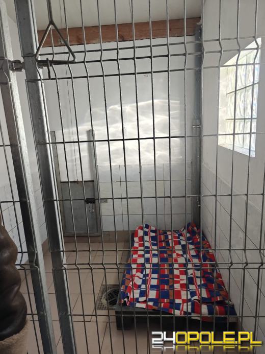 Inspekcja potwierdza: zwierzęta w schroniskach w regionie pod dobrą opieką