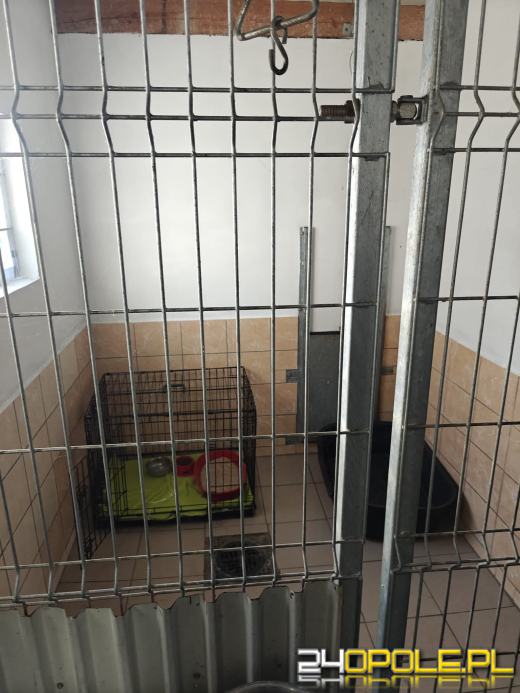 Inspekcja potwierdza: zwierzęta w schroniskach w regionie pod dobrą opieką