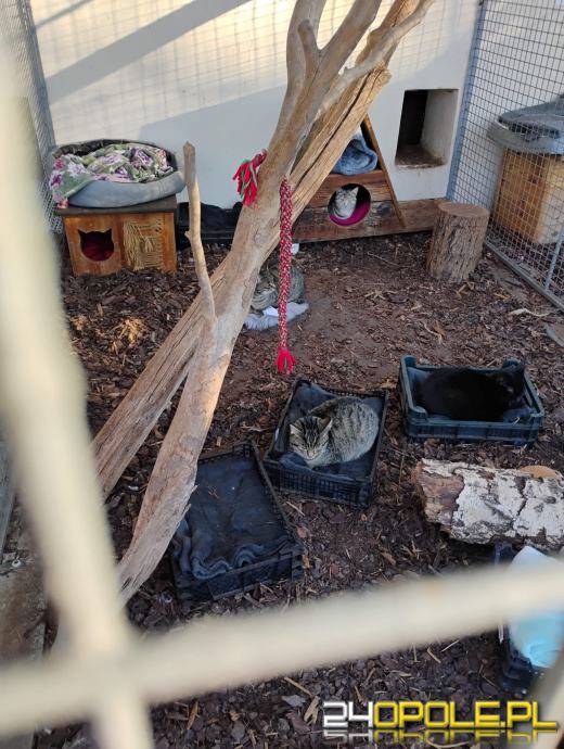 Inspekcja potwierdza: zwierzęta w schroniskach w regionie pod dobrą opieką