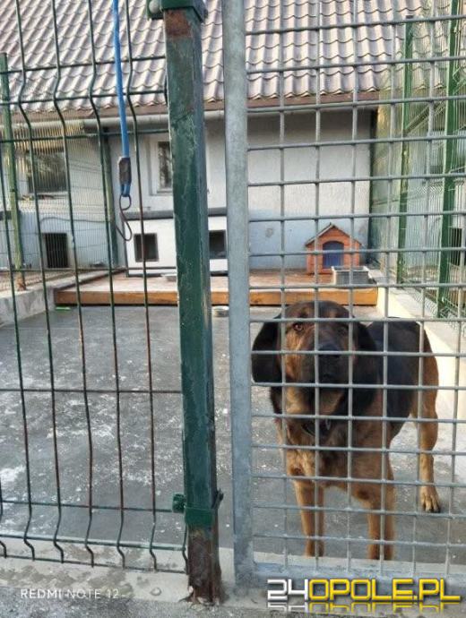 Inspekcja potwierdza: zwierzęta w schroniskach w regionie pod dobrą opieką