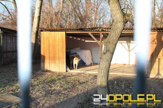 Inspekcja potwierdza: zwierzęta w schroniskach w regionie pod dobrą opieką