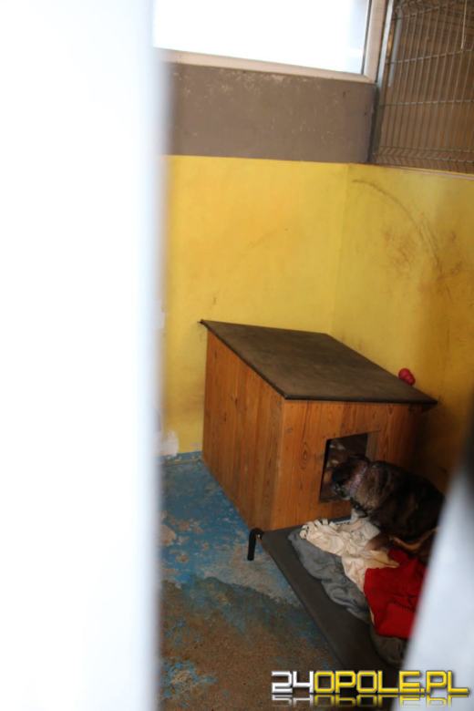 Inspekcja potwierdza: zwierzęta w schroniskach w regionie pod dobrą opieką