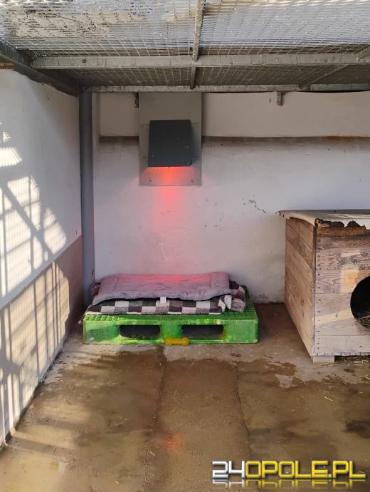 Inspekcja potwierdza: zwierzęta w schroniskach w regionie pod dobrą opieką