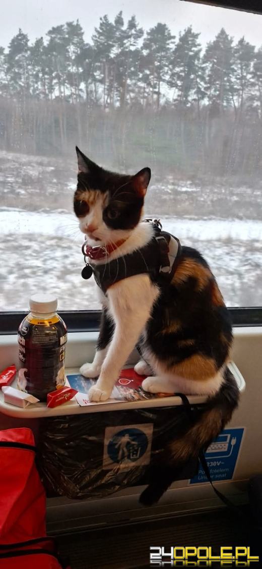 Niemal 75 tys. kilometrów w rok. "Malinka" świętuje pierwsze urodziny