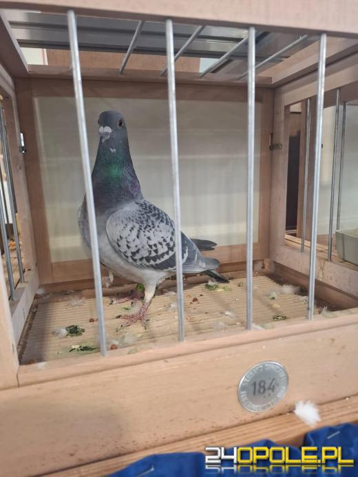 Skrzydła z Kędzierzyna-Koźla podbiły świat