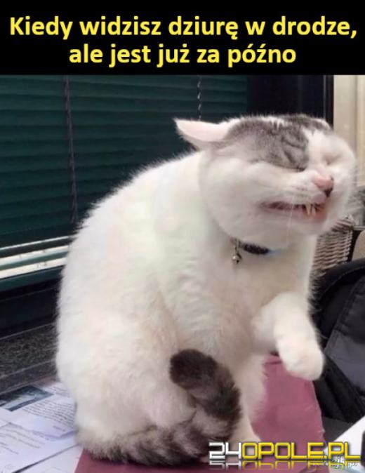 Międzynarodowy Dzień Kota. Dlaczego wciąż nas fascynują?Zobacz memy