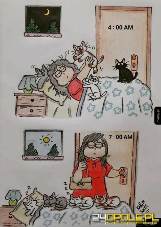 Międzynarodowy Dzień Kota. Dlaczego wciąż nas fascynują?Zobacz memy