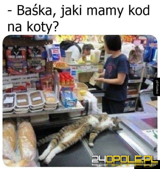 Międzynarodowy Dzień Kota. Dlaczego wciąż nas fascynują?Zobacz memy