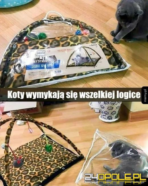 Międzynarodowy Dzień Kota. Dlaczego wciąż nas fascynują?Zobacz memy